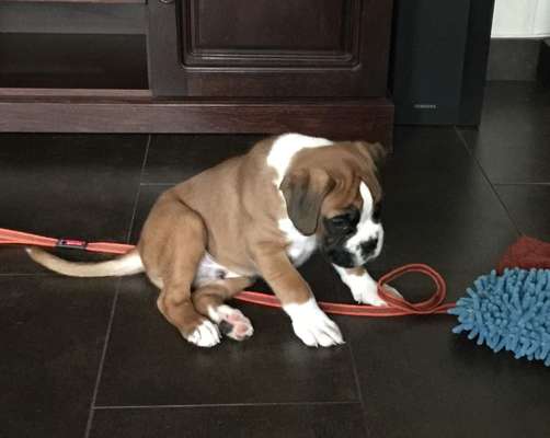 Als Welpen sind sie alle noch süßer-Beitrag-Bild