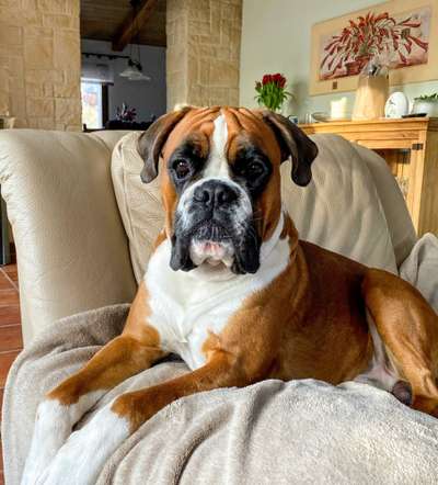 Rassen und ihre Eigenschaften-Beitrag-Bild