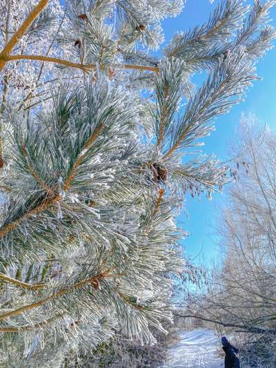 Die wunderschöne Welt mit Hund.-Beitrag-Bild