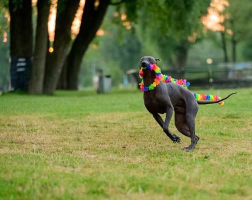 Fotochallenge Nr. 52 „Spring!“-Beitrag-Bild