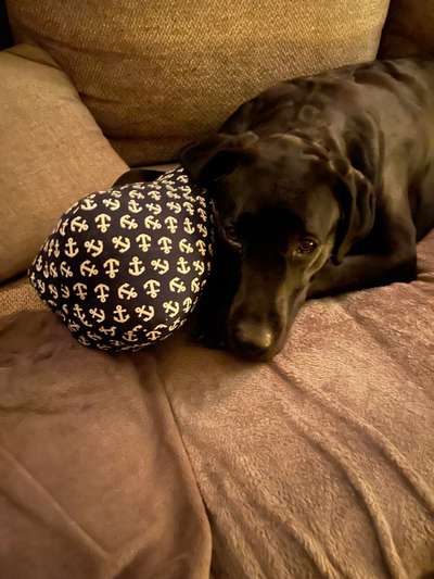 eure Spitznamen für die Vierbeiner-Beitrag-Bild