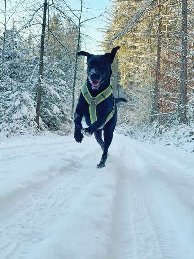 Dogorama Photo Challenge - Winterstimmung-Beitrag-Bild