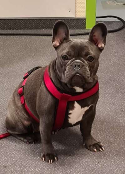 Französische Bulldoggen-Beitrag-Bild