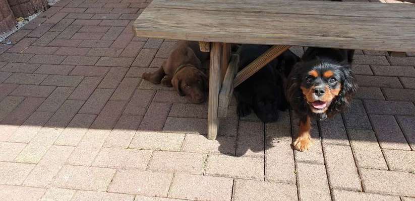 Cavalier King Charles Spaniel?-Beitrag-Bild