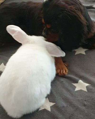 Cavalier King Charles Spaniel?-Beitrag-Bild