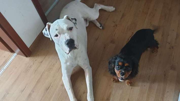 Cavalier King Charles Spaniel?-Beitrag-Bild