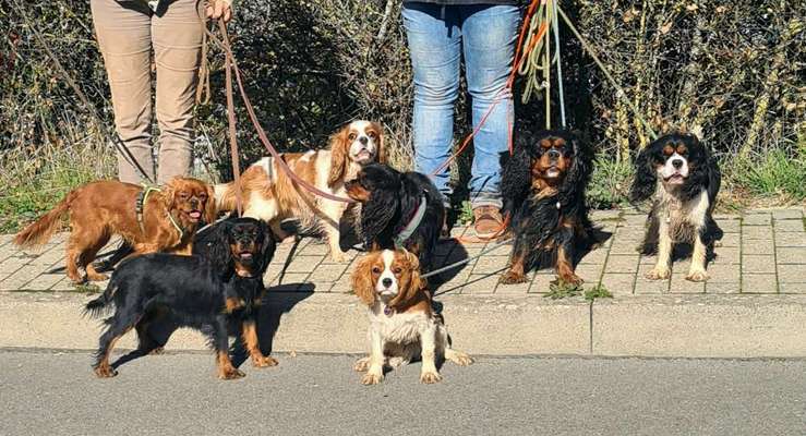 Cavalier King Charles Spaniel?-Beitrag-Bild