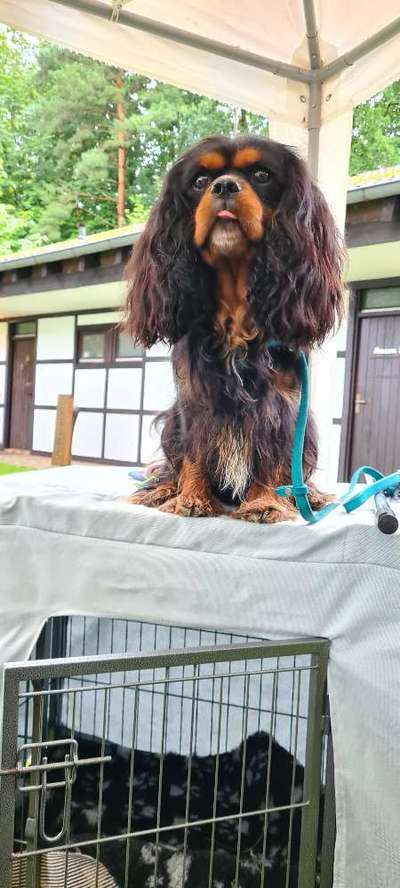 Cavalier King Charles Spaniel?-Beitrag-Bild