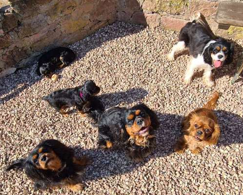 Cavalier King Charles Spaniel?-Beitrag-Bild