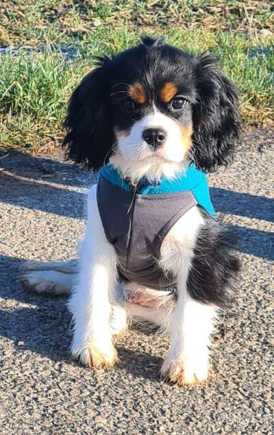 Cavalier King Charles Spaniel?-Beitrag-Bild