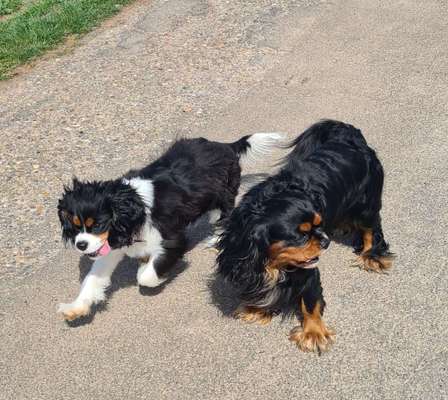 Cavalier King Charles Spaniel?-Beitrag-Bild