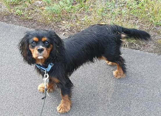 Cavalier King Charles Spaniel?-Beitrag-Bild