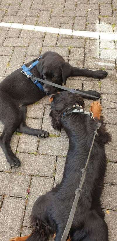 Cavalier King Charles Spaniel?-Beitrag-Bild