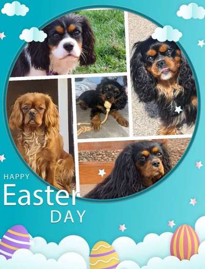 Cavalier King Charles Spaniel?-Beitrag-Bild