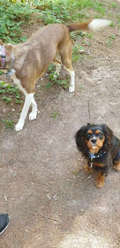Cavalier King Charles Spaniel?-Beitrag-Bild