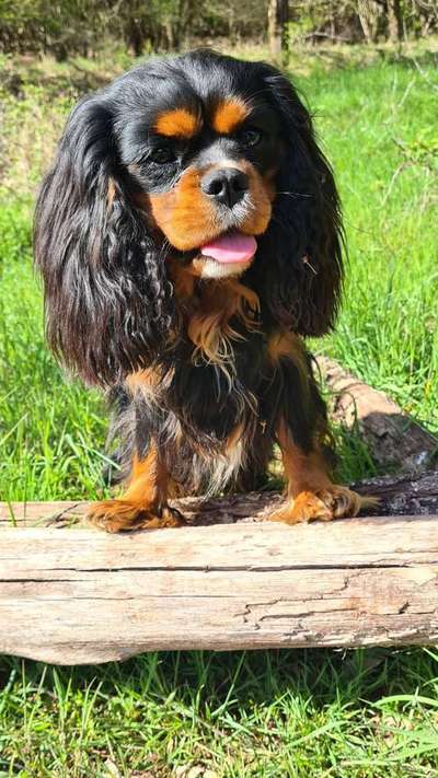 Cavalier King Charles Spaniel?-Beitrag-Bild