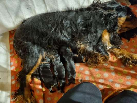 Cavalier King Charles Spaniel?-Beitrag-Bild