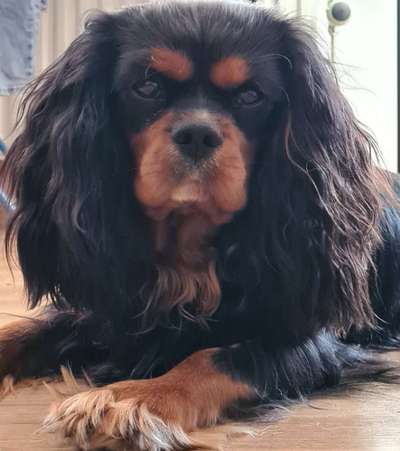 Cavaliere-Beitrag-Bild