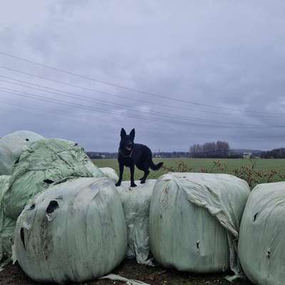 Hundetreffen-Spielen in Wickede-Bild