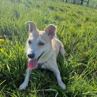 Hundetreffen-Spielkameraden gesucht 💖-Bild