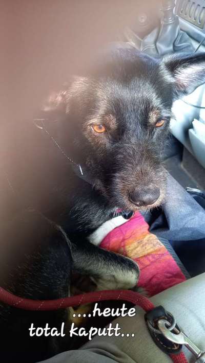 TierschutzhundeStammtisch🐕-Beitrag-Bild