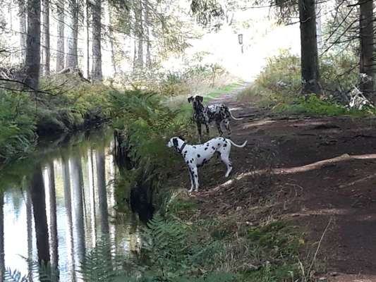 Fotochallenge No. 26                                     Wald und Wiese-Beitrag-Bild