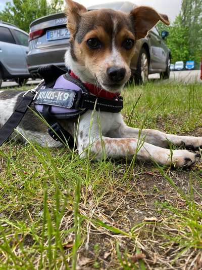 Dansky (Dansk-Svensk Gårdshund)-Beitrag-Bild