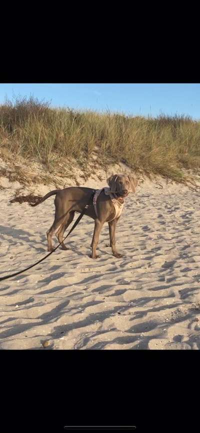 Weimaraner-Beitrag-Bild