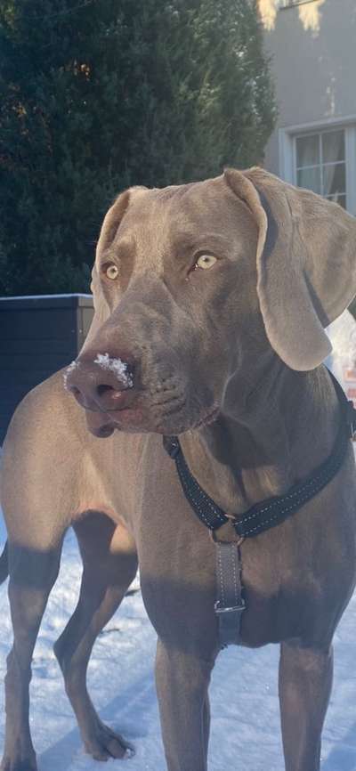 Weimaraner-Beitrag-Bild