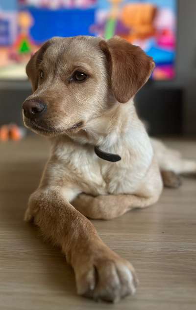 Hunde aus Griechenland-Beitrag-Bild