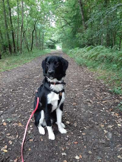 Kleiner Münsterländer!-Beitrag-Bild