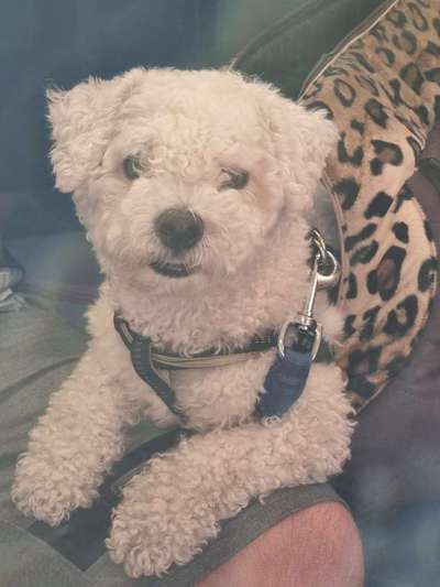 Die Dogorama Kalender Challenge 4/4-Beitrag-Bild