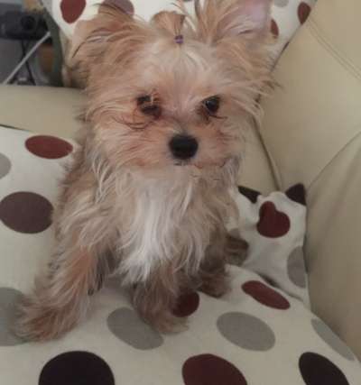 Welpen Bilder !-Beitrag-Bild