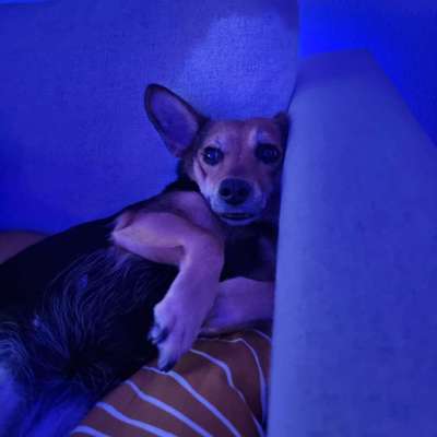 Hundetreffen-Spielrunde + Training-Bild