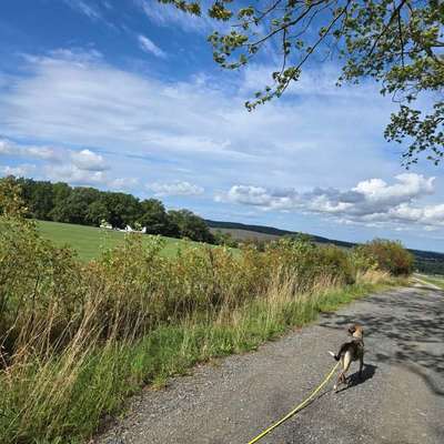 Hundetreffen-Hundekontakte-Bild