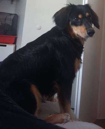 Mischlingshunde Foto Aufruf-Beitrag-Bild