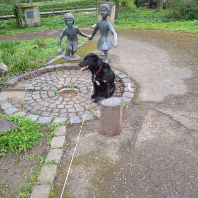 Hundetreffen-Hundetreff in meinem Garten spielen und Hund sein lassen