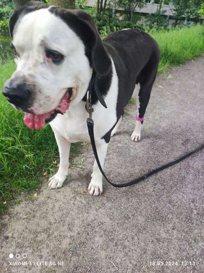 Unsere Fellnasen-Vielfalt im Überblick!-Beitrag-Bild