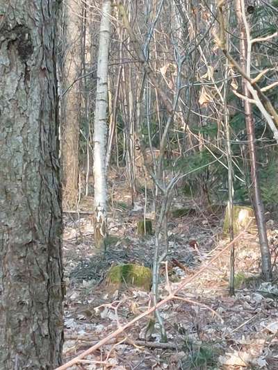 Hundeauslaufgebiet-Hutholz-Klaffenbach.-Bild