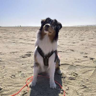 Hundetreffen-Training/ Social Walks-Bild