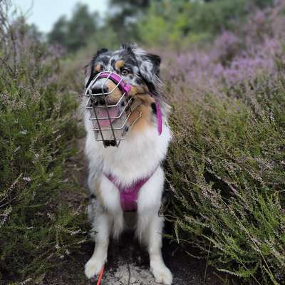 Hundetreffen-Training/ Social Walks-Bild