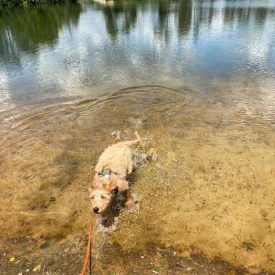 Hundetreffen-Play dates/Social walk-Bild