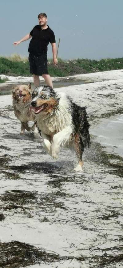 Fotowettbewerb ,,mein gruseliger Hund"-Beitrag-Bild