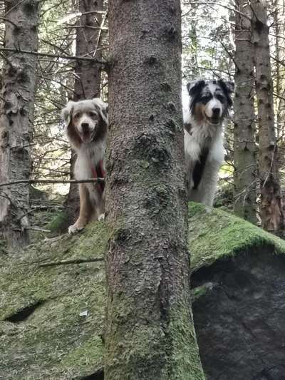 Foto -Challenge  Thema : Dein Hund Im Wald-Beitrag-Bild