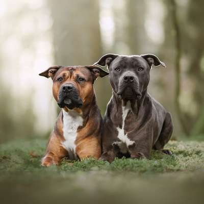 Hundetreffen-Hundeschule Waldschnauzen-Bild