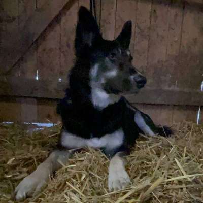 Hundetreffen-Spazieren, Toben-Profilbild