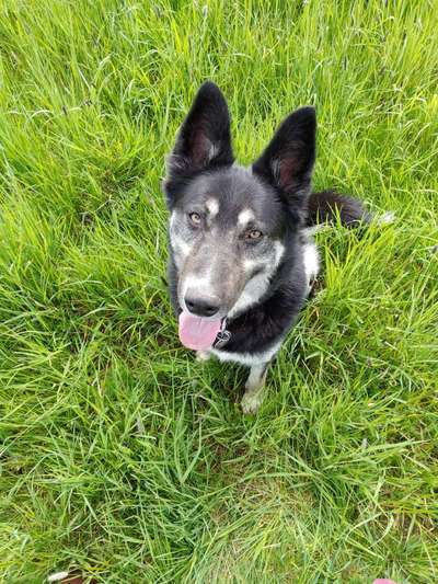 TierschutzhundeStammtisch🐕-Beitrag-Bild