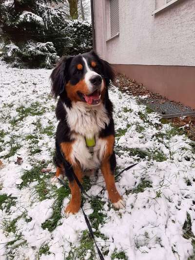 Berner Sennen-Beitrag-Bild