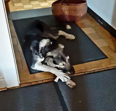 Wann sollte man mit einem Tierschutzhund anfangen, mit einem Hundetrainer zu arbeiten?-Beitrag-Bild