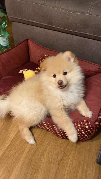 Hundetreffen-Spielrunde-Bild